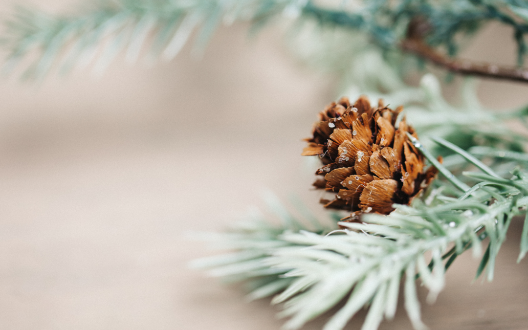 Seeking Eating Disorder Support During the Holidays: Finding Connection While Reducing Stress